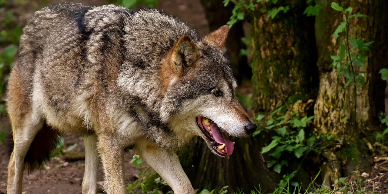 Foto: Na schapen nu ook runderen? Ermelo trekt aan de bel over wolf